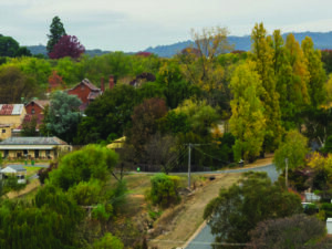 What you need to consider before making a tree change